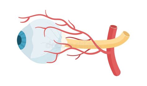 Anatomy of Human Eye stock illustration. Illustration of human - 276071860