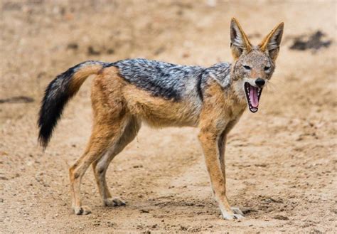 Did you know? The black-backed jackal is one of the oldest known dog species, with fossil ...