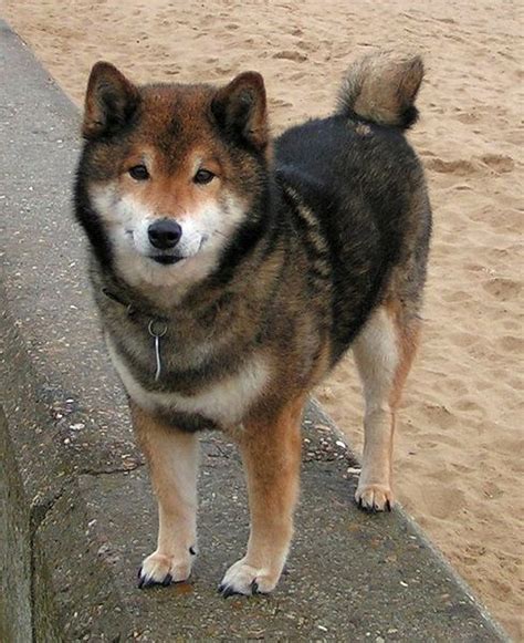 The Shiba Inu Dog Breed - Are You Curious?