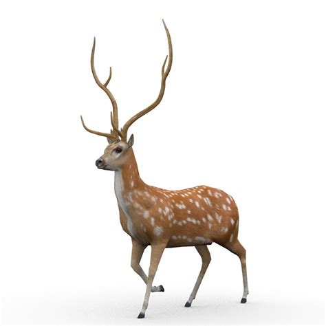 deer animations 3d max