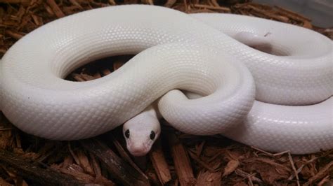 Leucistic rainbow boa : snakes