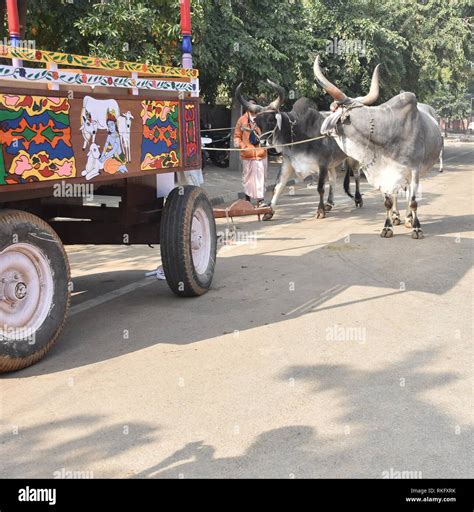 Traditional indian ox cart transport hi-res stock photography and ...