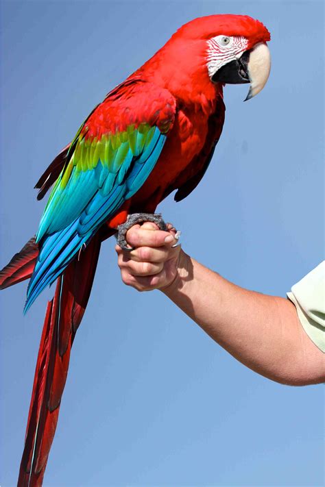 Macaw | Green Wing Macaw 2007.jpg | Parrots and Macaws | Pinterest | Green wing and Bird