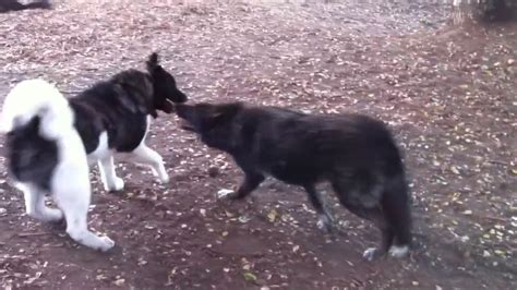 Akita and wolf hybrid playing - YouTube