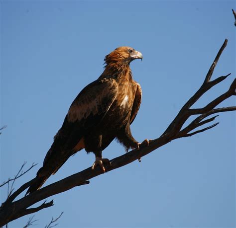 Wedgetail Eagle | Flickr - Photo Sharing!