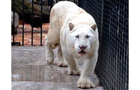 White liger | Albino animals, Wild cats, Animals