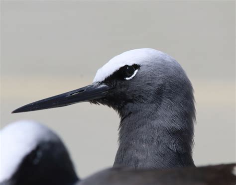 Heron Island. | BIRDS in BACKYARDS