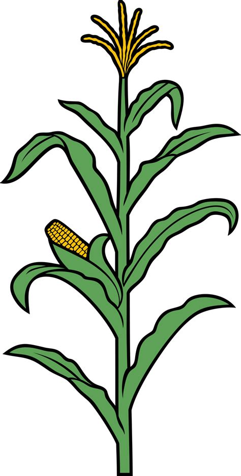 corn stalk png illustration 8514025 PNG Transparent