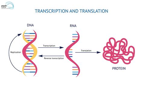 Protein Synthesis Vector Illustration Labeled Transcr - vrogue.co