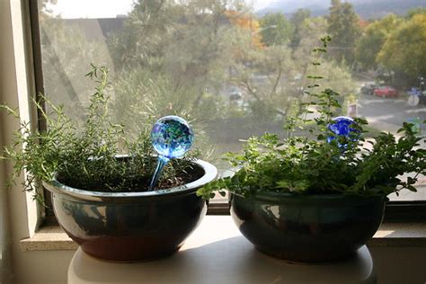 Indoor Herb Garden | Rosemary and Oregano | Reese Lloyd | Flickr