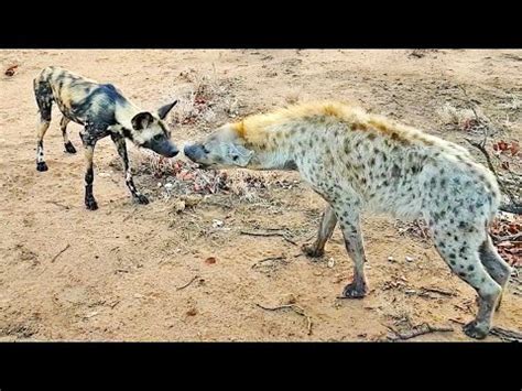 Wild Dogs & Hyenas Make Friends After Fighting - YouTube