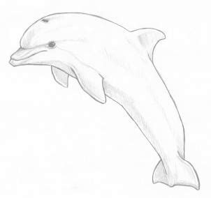 how to draw a jumping dolphin step 8 | Delfin dibujo, Arte de silueta, Pinturas