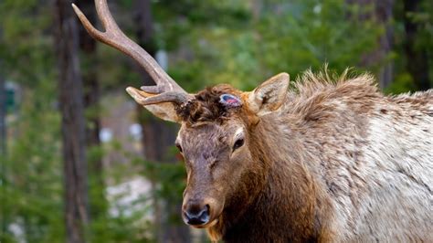 Elk Ears