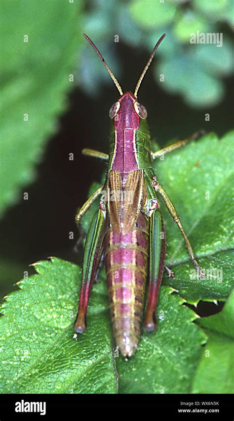 Grasshopper on leaf Stock Photo - Alamy