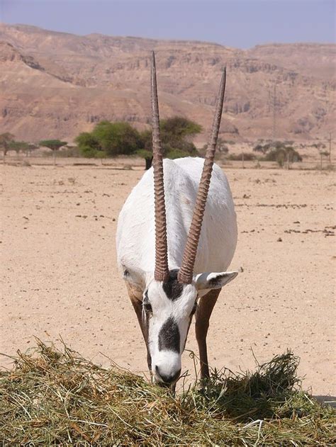 Arabische Oryx – Wikipedia | Tiere