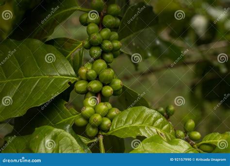 Coffee Beans Coffee Beans from Farm Stock Photo - Image of food, jamaica: 92157990