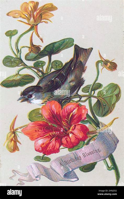 Vintage Victorian bird illustrations Stock Photo - Alamy