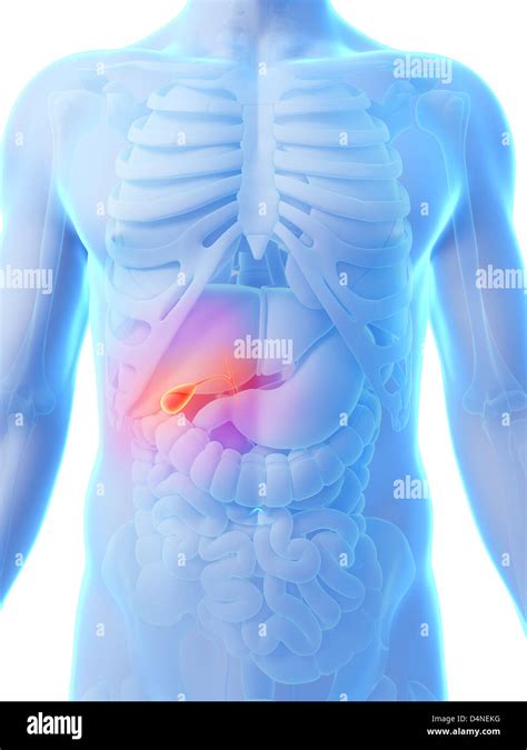 Gallbladder Pain Location Diagram