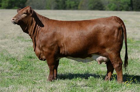 Females | Emmons Beefmasters