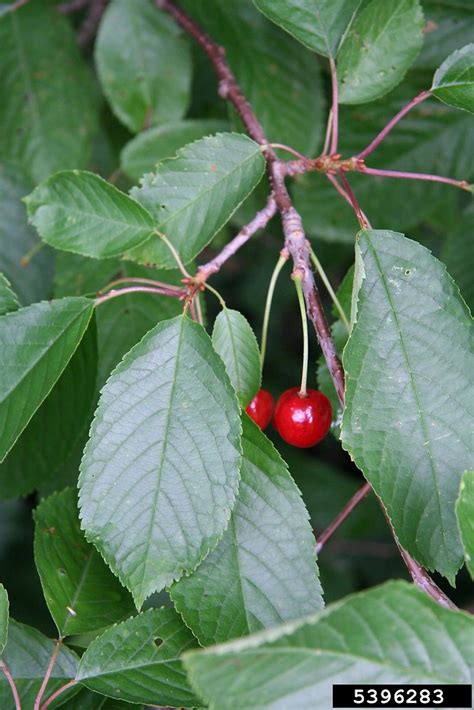 Prunus avium (sweet cherry): Go Botany