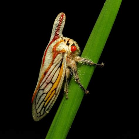 4 Astonishing Treehopper Species You Should See - WhatDeWhat