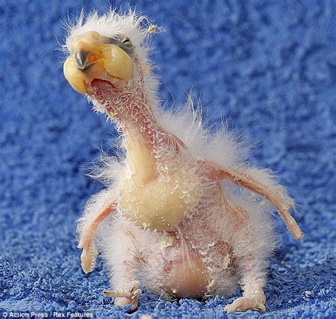 Ugly Overload: The ugliest baby bird in the world?