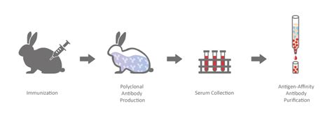 Polyclonal Antibodies | GeneTex