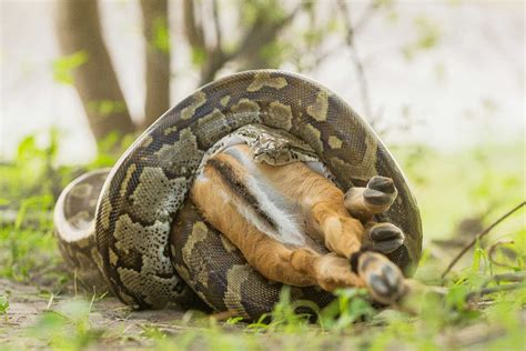 African Rock Python swallowing an Impala : r/HardcoreNature