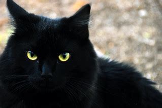 Black cat | This is Cruz, my neighbors' cat. I got to play w… | Flickr