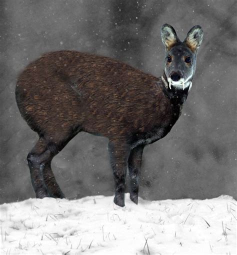 Siberian musk deer - Alchetron, The Free Social Encyclopedia