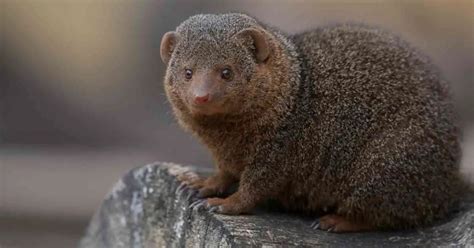 Mongoose Behavior - AnimalBehaviorCorner