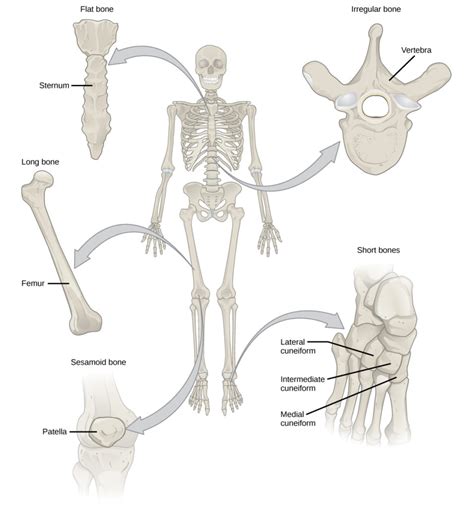 Bone | BIO 101 | | Course Hero