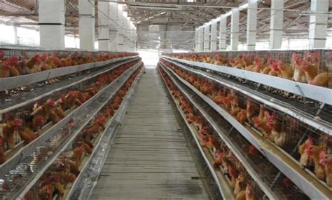 ️ Harga Pakan Ayam Petelur Terbaru September 2024 | HargaBulanIni.com