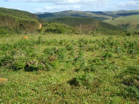 Bovine enzootic hematuria in Northeastern Brazil. Pasture at the ...