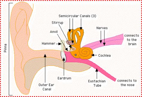 Eye and Ear Structures