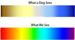 Can dogs see color? | MyEnglishTeacher.eu Forum