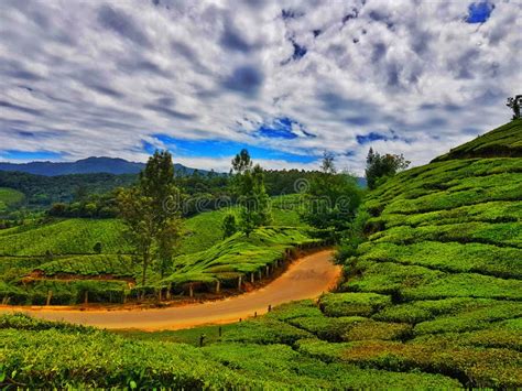 High Dynamic Range Landscape of Munnar Tea Gardens Kerala Stock Photo - Image of outside, leaf ...