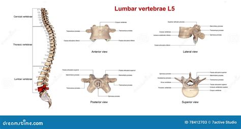 Lumbar vertebrae L5 stock illustration. Illustration of spinal - 78412703