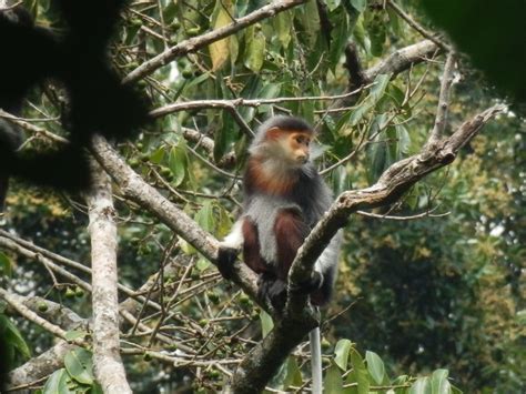 Red-shanked douc of Loas | The Mohamed bin Zayed Species Conservation Fund Blog