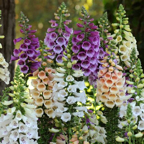 Foxglove Flower Seeds, Digitalis Seeds, 100pcs/pack – GreenSeedGarden