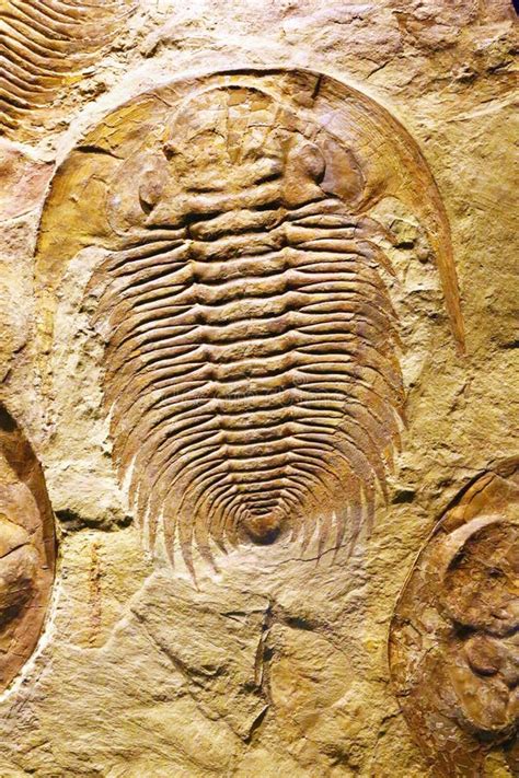 Fossilized Crustacean on Stone Stock Photo - Image of rock, extinct ...