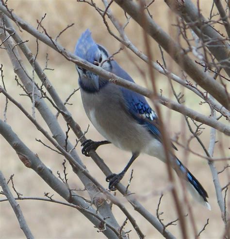 Blue jay - even the beak is blue | Even the bill is blue on … | Flickr