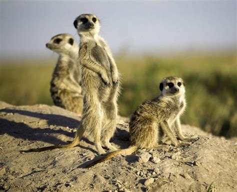 Meerkat This burrowing animal is basically a mongoose. These creatures inhabit the Kalahari ...