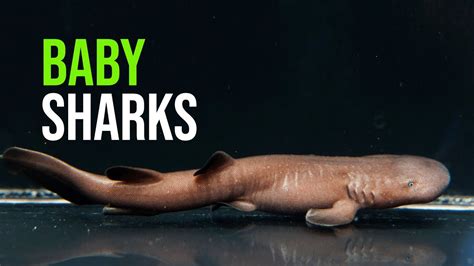 Baby Sharks! Tennessee Aquarium Hatches Endangered Short-Tail Nurse Shark Pups - YouTube