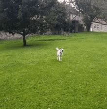 Dog Catch GIF - Dog Catch Ball - Discover & Share GIFs