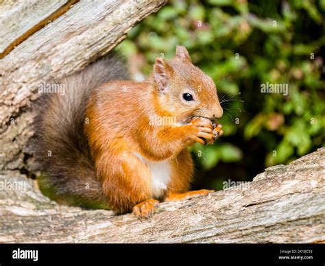 The native red squirrel in Scottish woodlands Stock Photo - Alamy