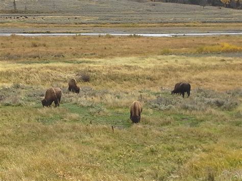 Yellowstone National Park- Bison herd | Yellowstone national park, Yellowstone national, Yellowstone