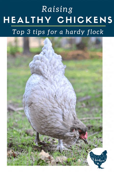 3 tips for healthy chickens – Backyard Chicken Project