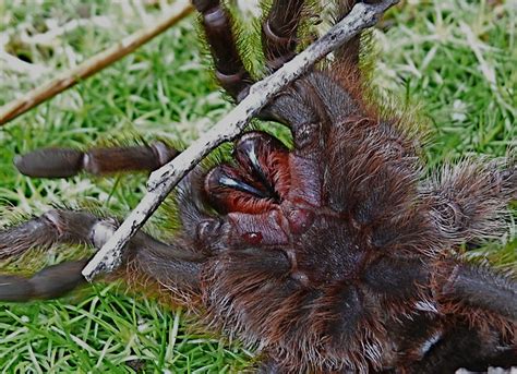 Texas Brown Tarantula Fangs | Flickr - Photo Sharing!