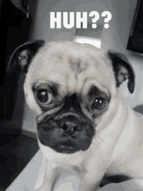 Huh What GIF - Huh What Pug - Discover & Share GIFs